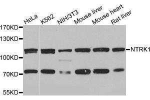 Western blot analysis of extracts of various cell lines, using NTRK1 antibody (ABIN5971124) at 1/1000 dilution. (TRKA 抗体)