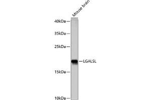 Western blot analysis of extracts of mouse brain, using LGALSL antibody (ABIN7267340) at 1:1000 dilution.