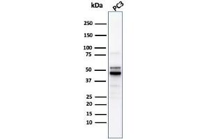 Western Blot Analysis of PC3 cell lysate usingODC1 Rabbit Recombinant Monoclonal Antibody (ODC1/2878R). (Recombinant ODC1 抗体)