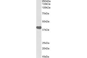 Western Blotting (WB) image for anti-Interleukin Enhancer Binding Factor 2, 45kDa (ILF2) (Internal Region) antibody (Biotin) (ABIN5539543)
