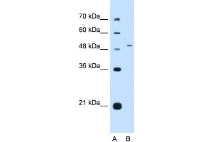 WB Suggested Anti-NR0B1 Antibody Titration:  0. (NR0B1 抗体  (Middle Region))