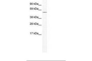 Image no. 1 for anti-Nuclear Receptor Subfamily 5, Group A, Member 1 (NR5A1) (AA 358-407) antibody (ABIN202579)