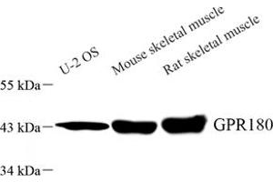 Western blot analysis of GPR180 (ABIN7073998) at dilution of 1: 1000 (GPR180 抗体)