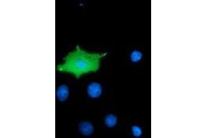 Immunofluorescence (IF) image for anti-Microtubule Associated Monoxygenase, Calponin and LIM Domain Containing 1 (MICAL1) antibody (ABIN1499464) (MICAL1 抗体)