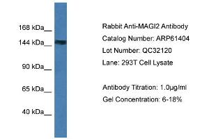 Western Blotting (WB) image for anti-Membrane Associated Guanylate Kinase, WW and PDZ Domain Containing 2 (MAGI2) (N-Term) antibody (ABIN2788791) (MAGI2 抗体  (N-Term))