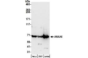Western Blotting (WB) image for anti-Annexin A6 (ANXA6) (AA 500-550) antibody (ABIN7453031)