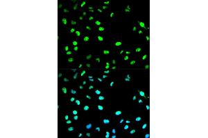 Immunofluorescence analysis of HeLa cell using CDC20 antibody.
