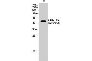 Western Blotting (WB) image for anti-Dual Specificity Phosphatase 1/4 (DUSP1/4) (pSer296), (pSer318) antibody (ABIN3182702) (MKP-1/2 抗体  (pSer296, pSer318))