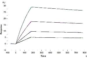 Surface Plasmon Resonance (SPR) image for Interleukin 10 (IL10) (AA 19-178) protein (His-Avi Tag,Biotin) (ABIN7274897)