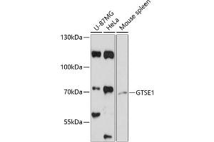 Western blot analysis of extracts of various cell lines, using GTSE1 antibody (ABIN6130408, ABIN6141524, ABIN6141526 and ABIN6218073) at 1:3000 dilution.