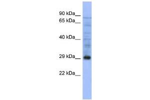 WB Suggested Anti-PSMA5  Antibody Titration: 0. (PSMA5 抗体  (Middle Region))