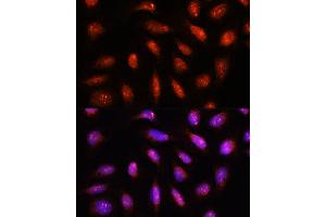 Immunofluorescence (IF) image for anti-COP9 Signalosome Subunit 8 (COPS8) (AA 1-209) antibody (ABIN6138889)