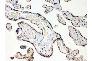 IHC testing of FFPE human placental tissue with HMGB1 antibody at 1ug/ml. (HMGB1 抗体  (AA 124-154))