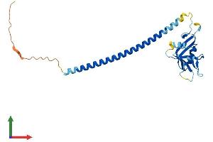 Protein Structure (PS) image for C-Type Lectin Domain Family 9, Member A (CLEC9A) (AA 1-238) protein (His tag) (ABIN7558844)