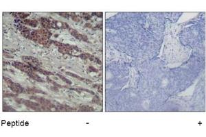 Image no. 2 for anti-V-Raf-1 Murine Leukemia Viral Oncogene Homolog 1 (RAF1) (Ser338) antibody (ABIN319325) (RAF1 抗体  (Ser338))