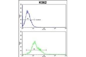 PD2 Antibody (Center) (ABIN653063 and ABIN2842664) flow cytometric analysis of k562 cells (bottom histogr) compared to a negative control cell (top histogr). (AMPD2 抗体  (AA 187-217))