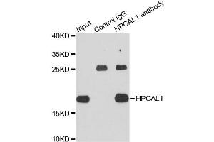 Immunoprecipitation analysis of extracts of HepG2 cells using HPCAL1 antibody (ABIN4903961). (HPCAL1 抗体)