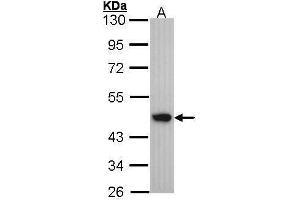 WB Image Sample (30 ug of whole cell lysate) A: A431 , 10% SDS PAGE antibody diluted at 1:1000 (Medium-Chain Specific Acyl-CoA Dehydrogenase, Mitochondrial (N-Term) 抗体)