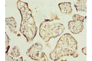 Immunohistochemistry of paraffin-embedded human placenta tissue using ABIN7151150 at dilution of 1:100 (RNF138 抗体  (AA 2-245))