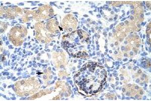 Immunohistochemical staining (Formalin-fixed paraffin-embedded sections) of human kidney with CLIC5 polyclonal antibody  at 4-8 ug/mL working concentration. (CLIC5 抗体  (C-Term))