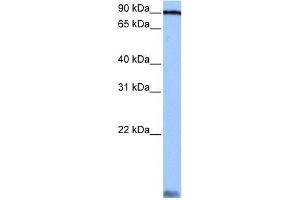 AARS antibody used at 0. (AARS 抗体  (C-Term))