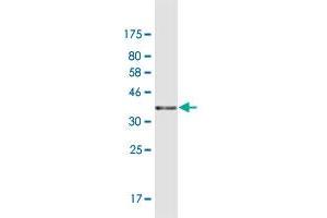 Western Blot detection against Immunogen (42. (RANGRF 抗体  (AA 1-146))