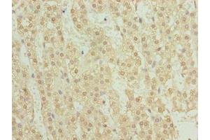 Immunohistochemistry of paraffin-embedded human adrenal gland tissue using ABIN7173492 at dilution of 1:100 (TRMT6 抗体  (Catalytic Subunit))