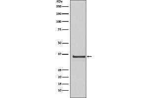 Western blot analysis of Cyclin H expression in HeLa cell lysate.
