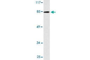 Western blot analysis of HT-29 cell lysate with EZH1 polyclonal antibody . (EZH1 抗体)