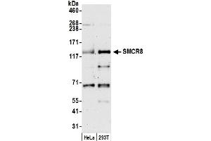 Western Blotting (WB) image for anti-Smith-Magenis Syndrome Chromosome Region, Candidate 8 (SMCR8) (AA 600-650) antibody (ABIN7452051)