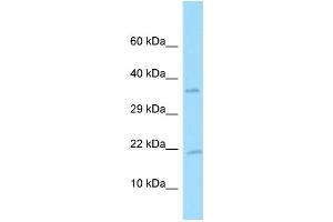 Western Blotting (WB) image for anti-Platelet Derived Growth Factor A (PDGFA) (C-Term) antibody (ABIN2774382) (PDGFA 抗体  (C-Term))