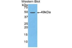Western Blotting (WB) image for anti-Enolase 2 (Gamma, Neuronal) (ENO2) (AA 2-285) antibody (ABIN1860064) (ENO2/NSE 抗体  (AA 2-285))