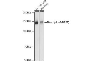 Western blot analysis of extracts of various cell lines, using Neuropilin-1 (NRP1) antibody (ABIN7268892) at 1:1000 dilution. (Neuropilin 1 抗体  (AA 21-250))