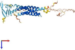 AlphaFold protein structure predicition of Human Recombinant TMEM255B Protein, UniprotID Q8WV15