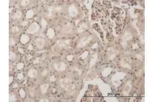Immunoperoxidase of monoclonal antibody to GSC on formalin-fixed paraffin-embedded human kidney. (GSC 抗体  (AA 78-186))