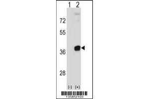 Western blot analysis of PRPS2 using rabbit polyclonal PRPS2 Antibody using 293 cell lysates (2 ug/lane) either nontransfected (Lane 1) or transiently transfected (Lane 2) with the PRPS2 gene. (PRPS2 抗体  (AA 77-106))