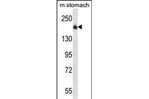 UNC13B Antibody (N-term) (ABIN657040 and ABIN2846211) western blot analysis in mouse stomach tissue lysates (35 μg/lane). (UNC13B 抗体  (N-Term))