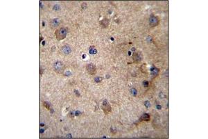 Immunohistochemistry analysis in Formalin Fixed, Paraffin Embedded Human brain tissue stained with SERPINE2 antibody (Center) followed by peroxidase conjugation of the secondary antibody and DAB staining.