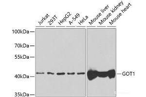 Western blot analysis of extracts of various cell lines using GOT1 Polyclonal Antibody at dilution of 1:1000. (GOT1 抗体)