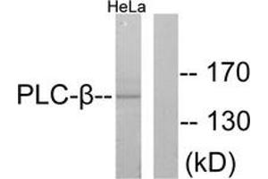 Western blot analysis of extracts from HeLa cells, treated with PMA 125ng/ml 30', using PLCB3 (Ab-1105) Antibody. (PLCB3 抗体  (AA 1071-1120))