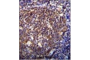 HOXB6 Antibody (Center) (ABIN655657 and ABIN2845130) immunohistochemistry analysis in formalin fixed and paraffin embedded human tonsil tissue followed by peroxidase conjugation of the secondary antibody and DAB staining. (HOXB6 抗体  (AA 128-155))