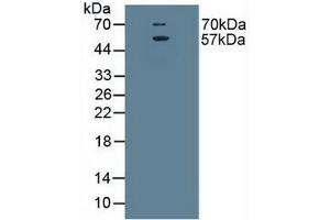 Figure. (SLC1A1 抗体  (AA 115-209))