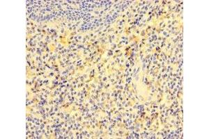 Immunohistochemistry of paraffin-embedded human tonsil tissue using ABIN7153835 at dilution of 1:100 (GCET2 抗体  (AA 1-178))