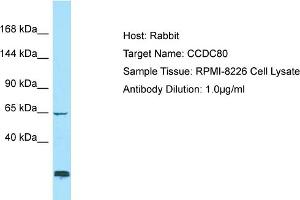 Host: Rabbit Target Name: CCDC80 Sample Type: RPMI-8226 Whole Cell lysates Antibody Dilution: 1. (CCDC80 抗体  (C-Term))