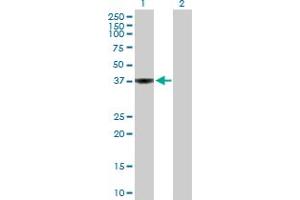 Western Blot analysis of WDSUB1 expression in transfected 293T cell line by WDSUB1 MaxPab polyclonal antibody. (WDSUB1 抗体  (AA 1-384))