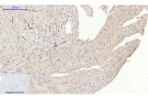 Immunohistochemical analysis of paraffin-embedded mouse heart tissue.