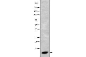 Western blot analysis GNG3 using HT29 whole cell lysates (GNG3 抗体  (N-Term))