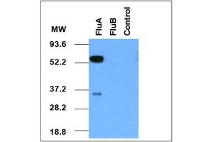 Western Blotting (WB) image for anti-Influenza A Virus antibody  (ABIN371624) (Influenza A Virus 抗体 )