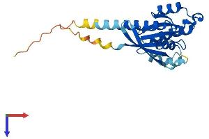 RAB17 Protein (AA 1-212) (His tag)