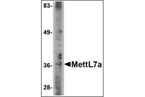 Western blot analysis of MettL7A in A-20 cell lysate with this product at 2 μg/ml. (METTL7A 抗体  (C-Term))